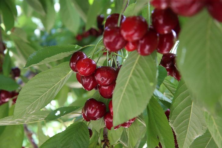 Tokat'ta 26 dönüm araziden vatandaşlar ücretsiz kiraz topluyor G1