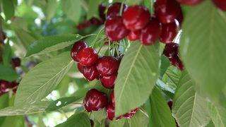 Tokat'ta 26 dönüm araziden vatandaşlar ücretsiz kiraz topluyor