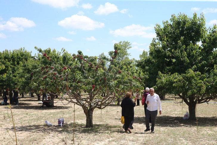 Tokat'ta 26 dönüm araziden vatandaşlar ücretsiz kiraz topluyor G2