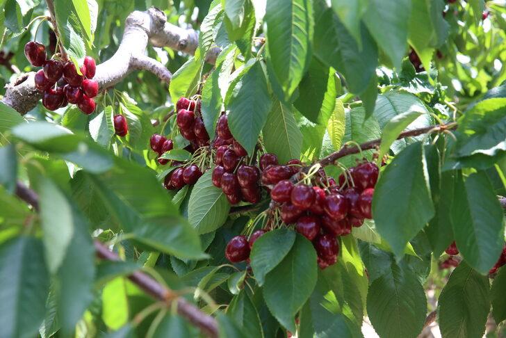 Tokat'ta 26 dönüm araziden vatandaşlar ücretsiz kiraz topluyor G3