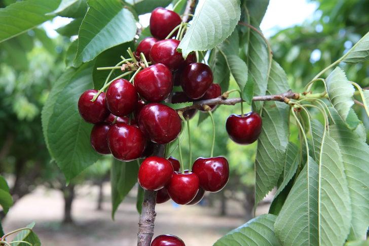 Tokat'ta 26 dönüm araziden vatandaşlar ücretsiz kiraz topluyor G4