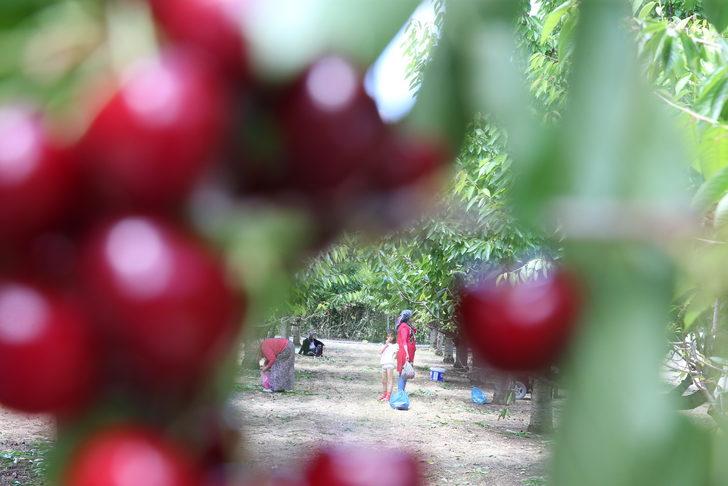 Tokat'ta 26 dönüm araziden vatandaşlar ücretsiz kiraz topluyor G5
