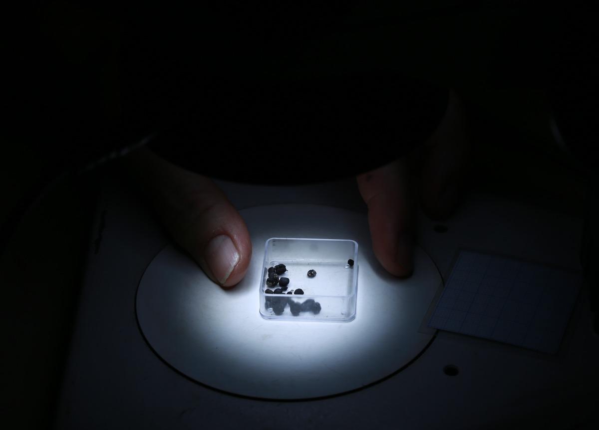 Adana'daki kazılarda "3 bin yıllık" tohum bulundu