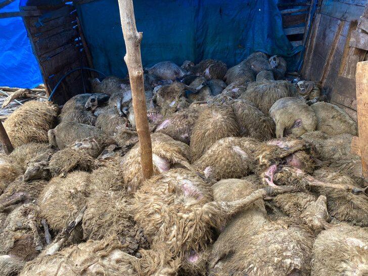 Tokat'ta ağıla kurt saldırısı G1