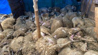 Tokat'ta ağıla kurt saldırısı