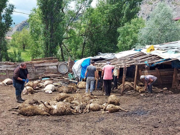 Tokat'ta ağıla kurt saldırısı G2