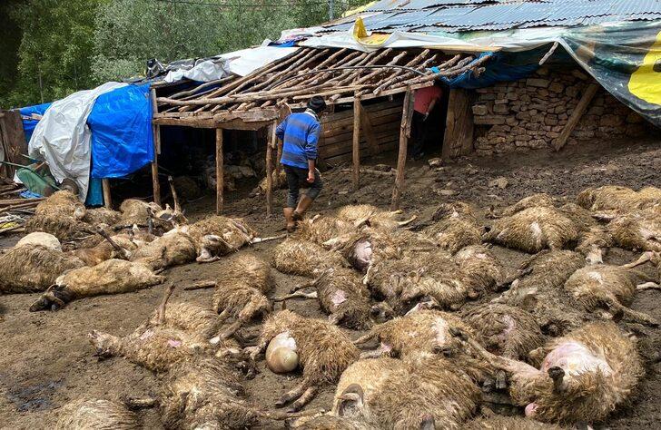 Tokat'ta ağıla kurt saldırısı G3