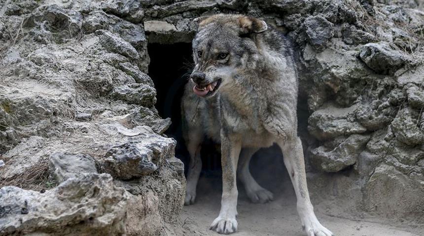 Kurt sürüsü ağıla saldırdı! Çok sayıda küçükbaş telef oldu