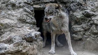 Kurt sürüsü ağıla saldırdı! Çok sayıda küçükbaş telef oldu