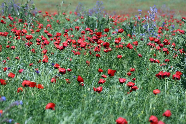 Murat Nehri'nin çevresi kırmızı ve mor çiçeklerle kaplandı G1