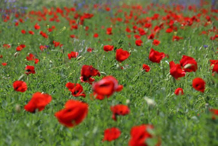 Murat Nehri'nin çevresi kırmızı ve mor çiçeklerle kaplandı G3