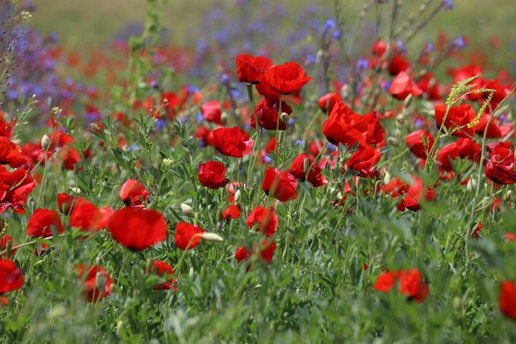Murat Nehri'nin çevresi kırmızı ve mor çiçeklerle kaplandı G4