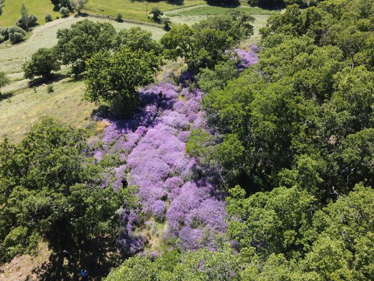 Bingöl'de doğa lavantalarla renklendi G1