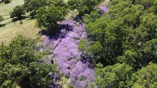 Bingöl'de doğa lavantalarla renklendi
