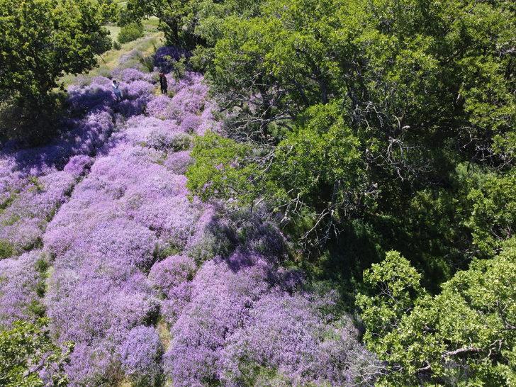 Bingöl'de doğa lavantalarla renklendi G2