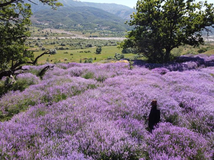Bingöl'de doğa lavantalarla renklendi G4