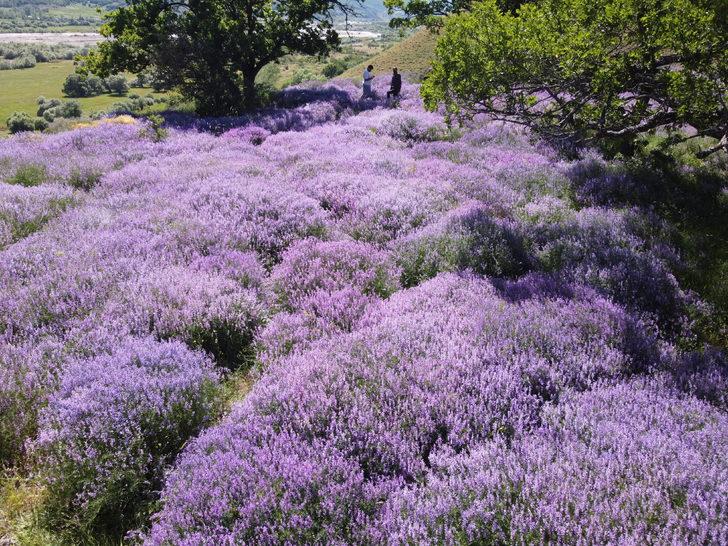 Bingöl'de doğa lavantalarla renklendi G5