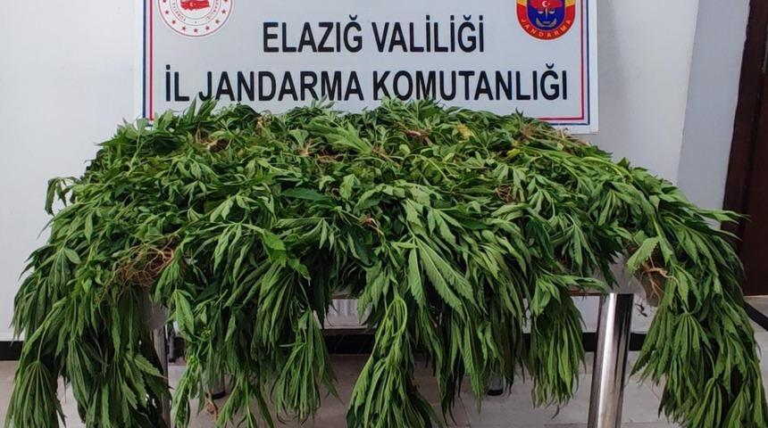 Elazığ'da tarlasında kenevir yetiştiren şüpheli dronla tespit edilerek yakalandı