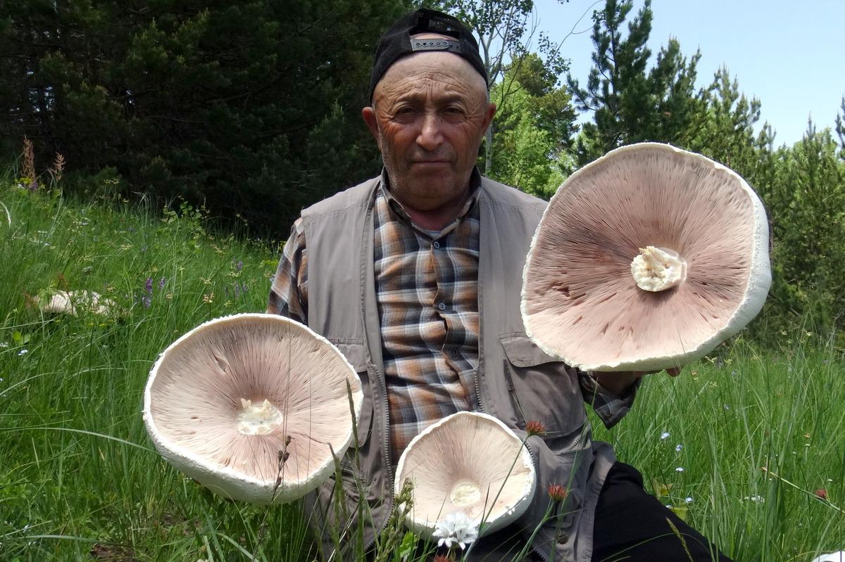 Kars'ta yağışların ardından "dev mantar" bereketi