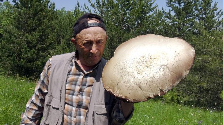 Kars'ta yağışların ardından "dev mantar" bereketi G2