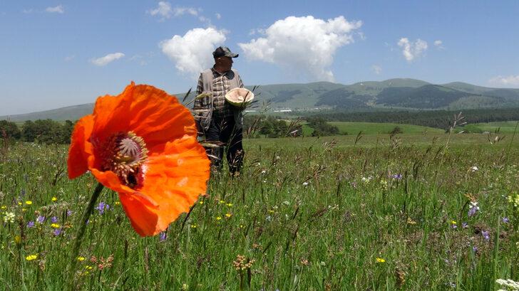 Kars'ta yağışların ardından "dev mantar" bereketi G3
