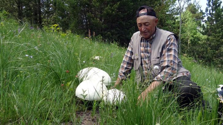 Kars'ta yağışların ardından "dev mantar" bereketi G4