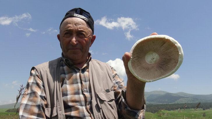 Kars'ta yağışların ardından "dev mantar" bereketi G5