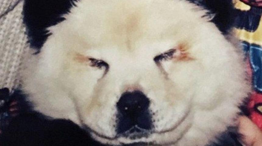 İtalyan sirkinde k&ouml;pekleri boyayıp panda diye sergilediler