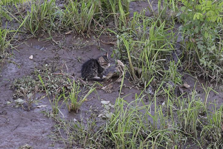 Tunca Nehri'ne düşen kedi yavrusu, kurtarma ekiplerinden korkup yüzerek kıyıya çıktı G2