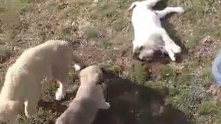 Nevşehir Sulusaray'da boş arazideki yavru köpekler