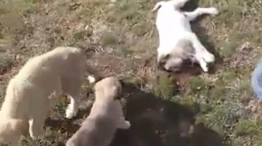 Nevşehir Sulusaray'da boş arazideki yavru köpekler