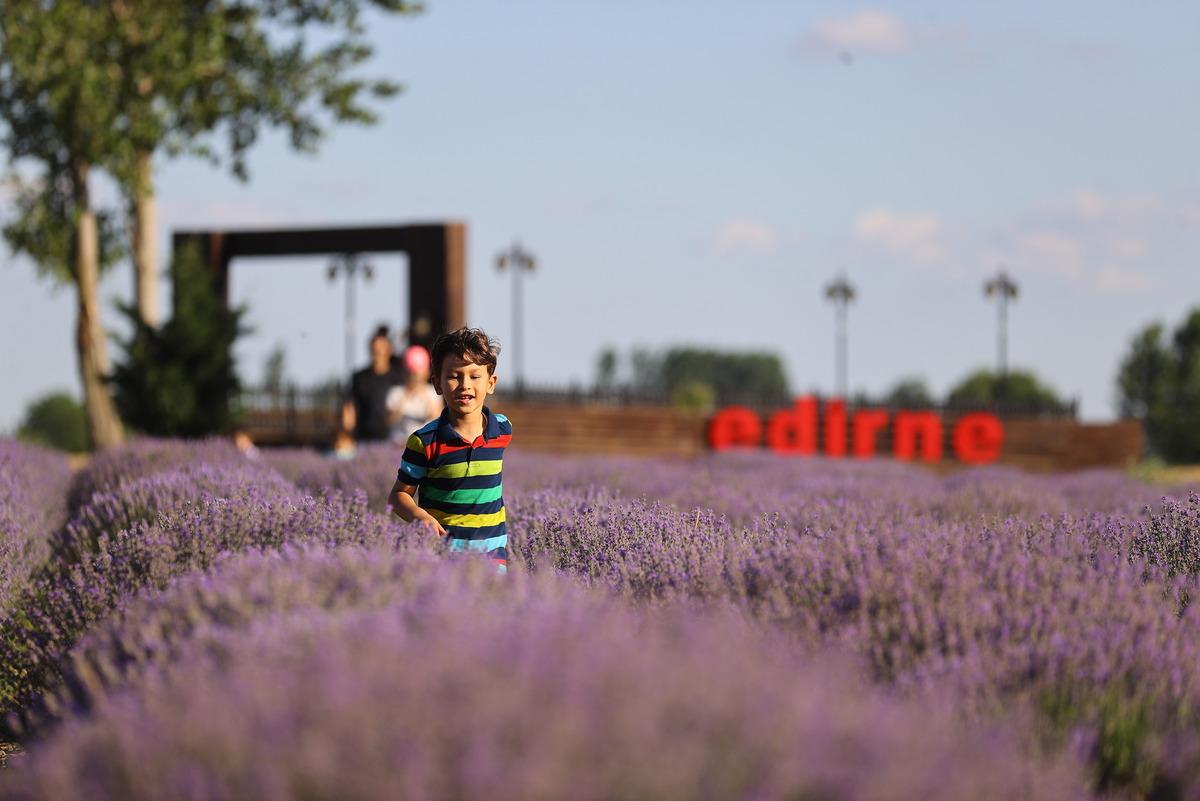 Edirne'de "Lavanta Tarla G&uuml;nleri" s&uuml;r&uuml;yor