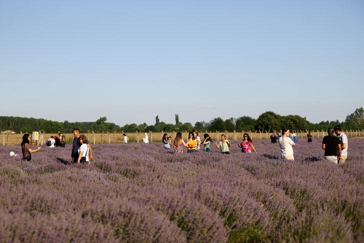 Edirne'de "Lavanta Tarla Günleri" sürüyor G3