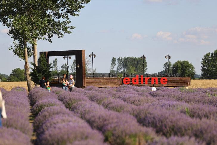 Edirne'de "Lavanta Tarla Günleri" sürüyor G5