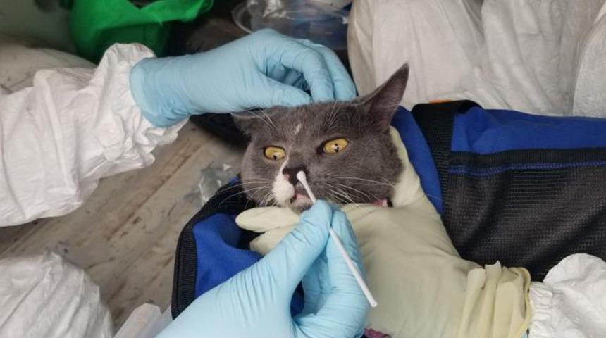 Kediden insana geçen ilk covid-19 vakası tespit edildi!
