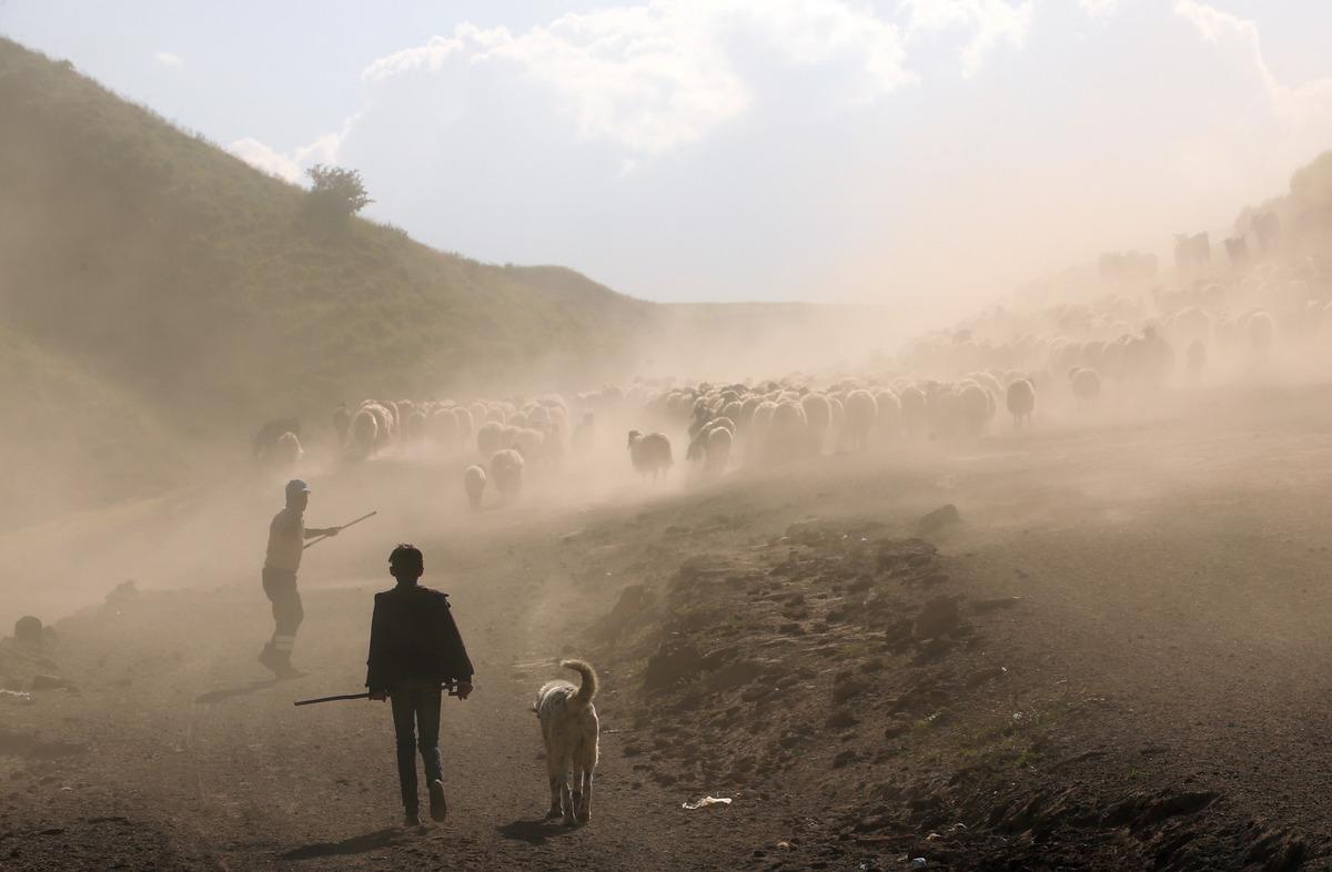 Bitlis'te besiciler k&uuml;&ccedil;&uuml;kbaş hayvanlarını her g&uuml;n yaylaya &ccedil;ıkartıyor
