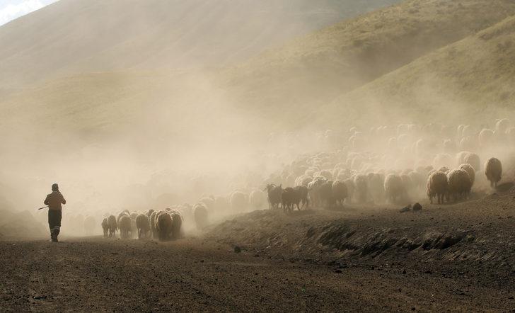 Bitlis'te besiciler küçükbaş hayvanlarını her gün yaylaya çıkartıyor G2