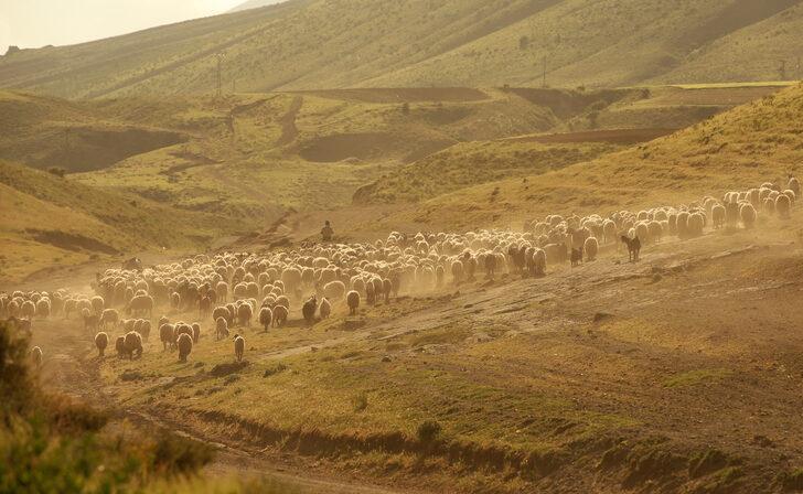 Bitlis'te besiciler küçükbaş hayvanlarını her gün yaylaya çıkartıyor G3