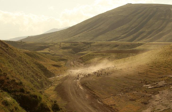 Bitlis'te besiciler küçükbaş hayvanlarını her gün yaylaya çıkartıyor G4