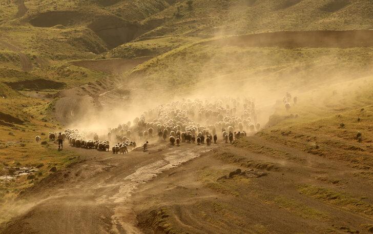 Bitlis'te besiciler küçükbaş hayvanlarını her gün yaylaya çıkartıyor G5