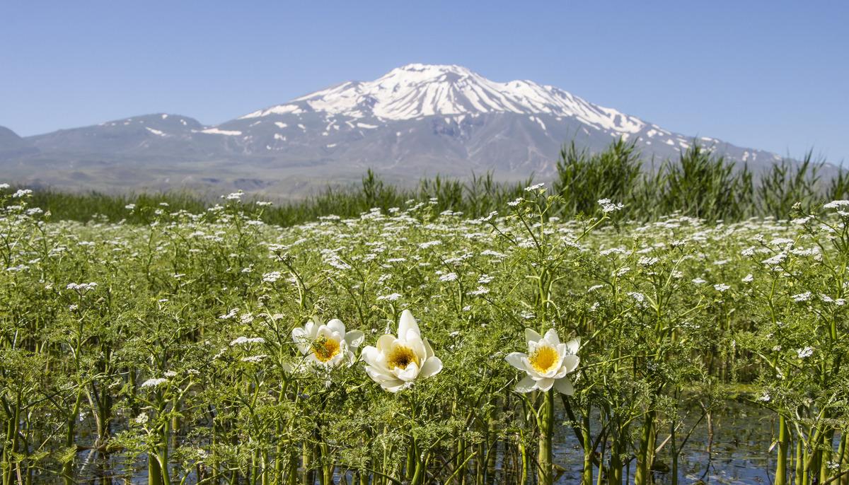 S&uuml;phan Dağı eteklerinde nil&uuml;ferler a&ccedil;tı