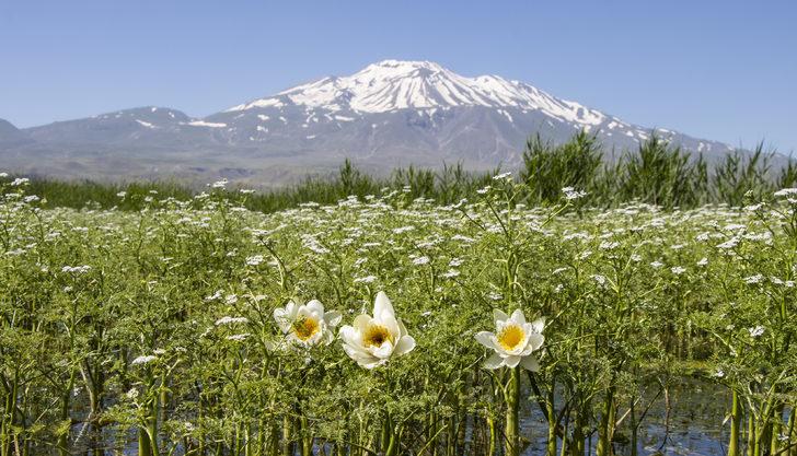 Süphan Dağı eteklerinde nilüferler açtı G1