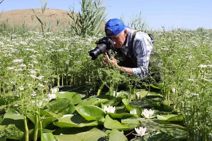 Süphan Dağı eteklerinde nilüferler açtı G2