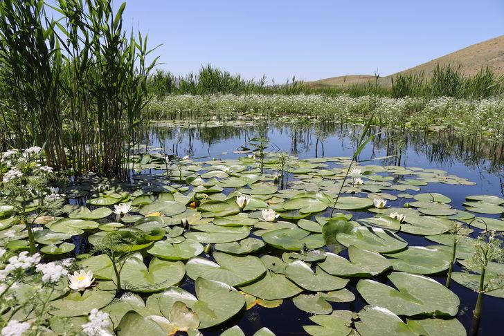 Süphan Dağı eteklerinde nilüferler açtı G4