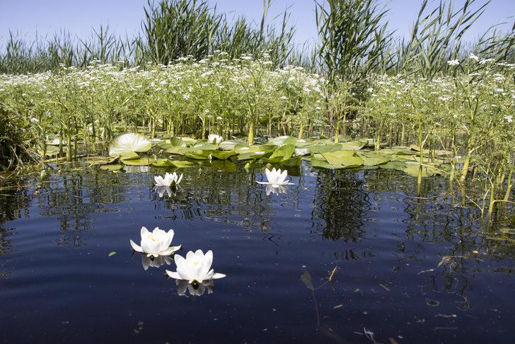 Süphan Dağı eteklerinde nilüferler açtı G5