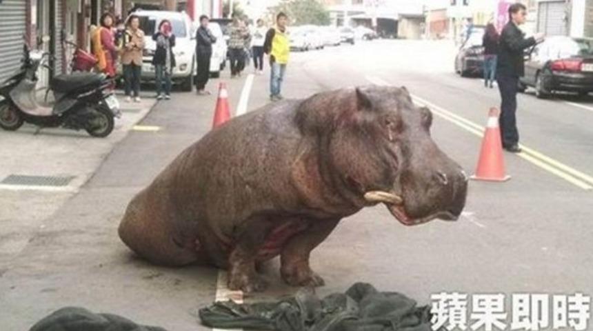 Hipopotam yola d&uuml;şt&uuml;