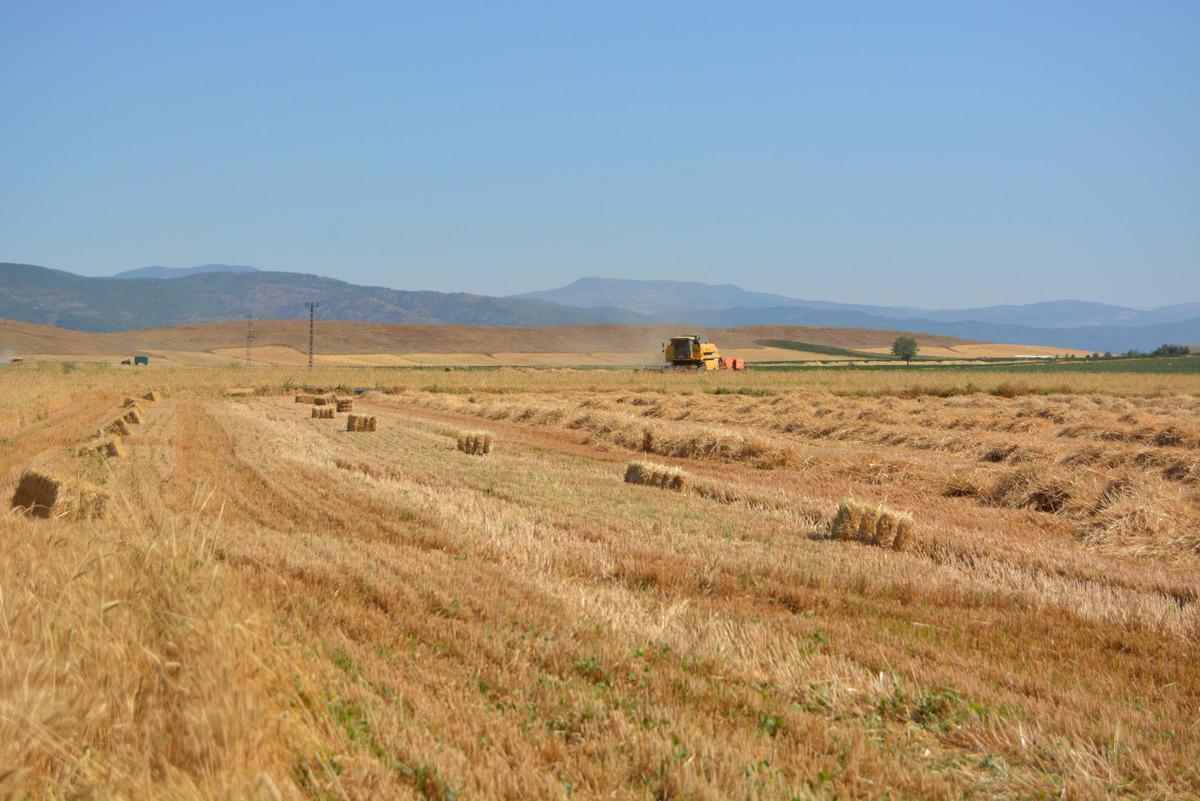 Gaziantep'te hububat hasadı başladı