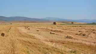 Gaziantep'te hububat hasadı başladı