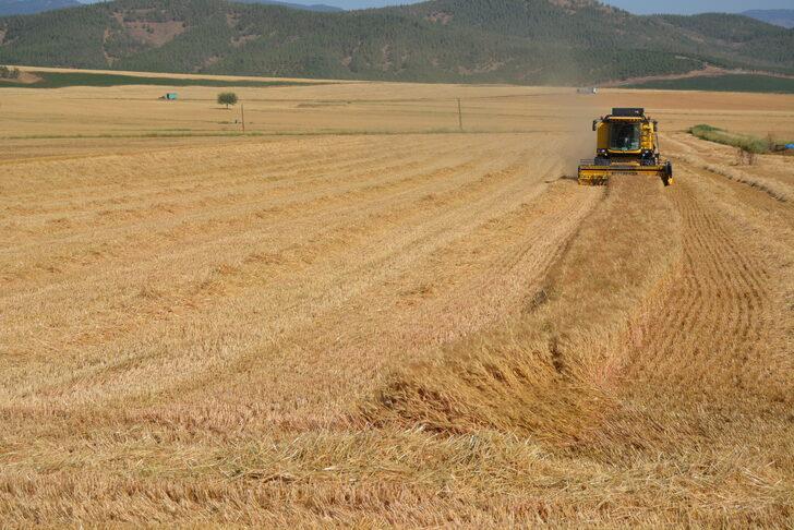 Gaziantep'te hububat hasadı başladı G5