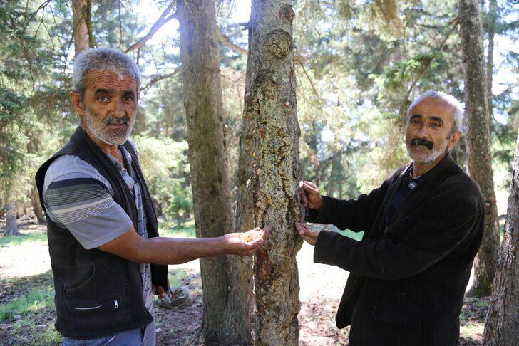 'Çam sakızı çoban armağanı' atasözü tarih oldu! Kilosu altınla yarışıyor... G1